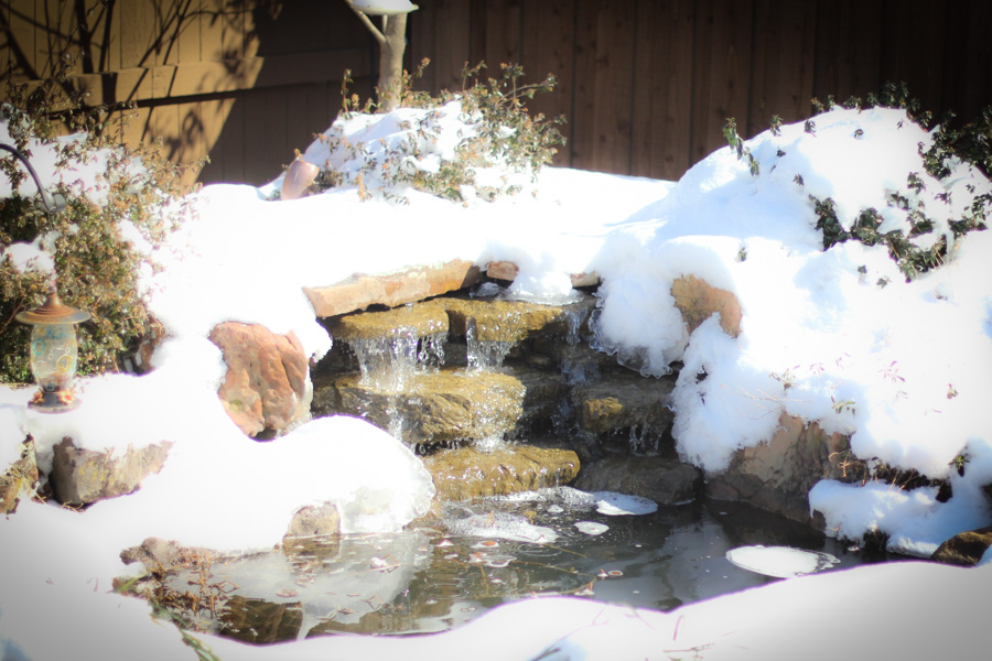 Here is a picture of the pond in my backyard - totally undisturbed by kids and dogs! Beautiful, right?