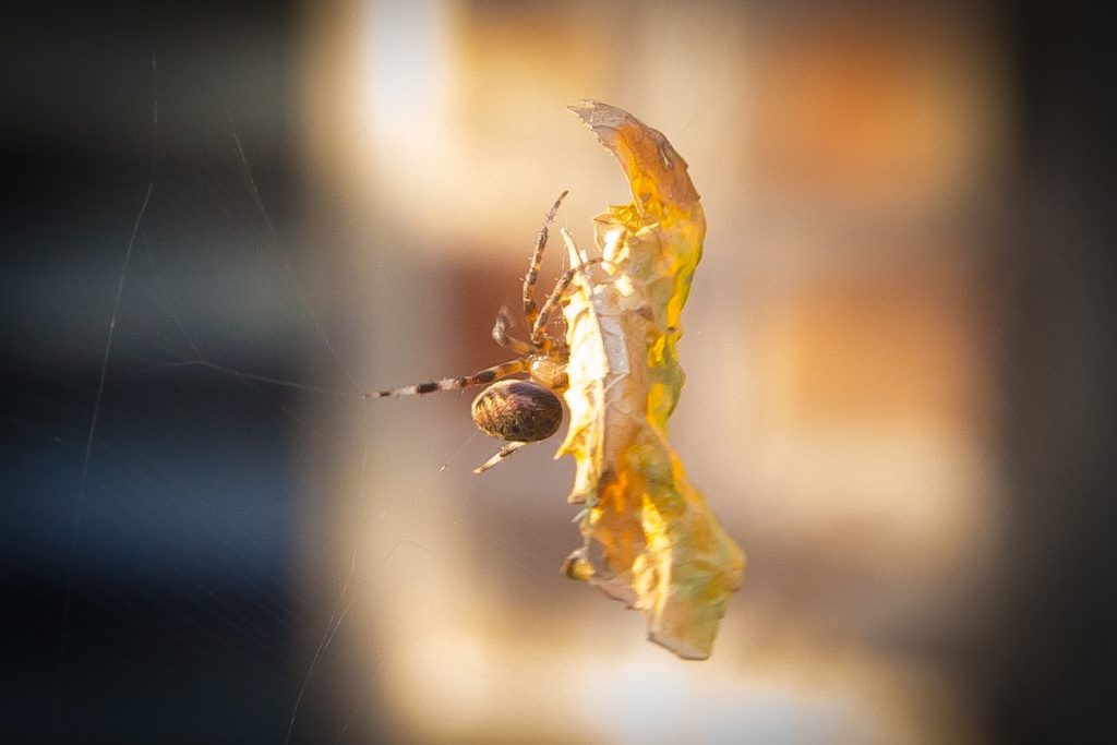 How to Shoot Spider Webs