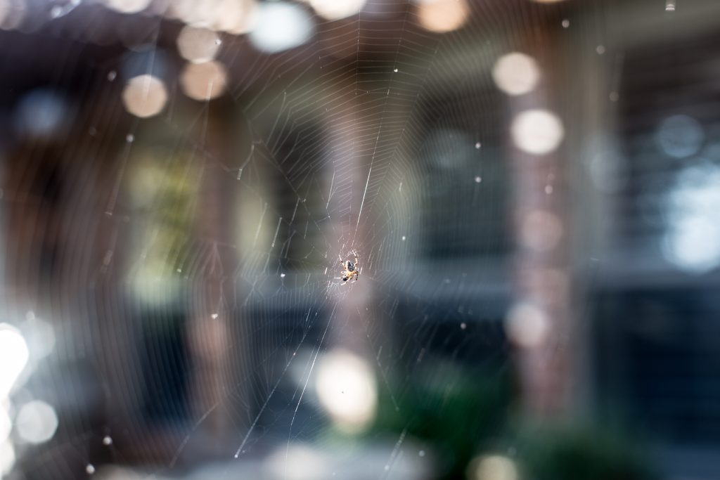 How to Shoot Spider Webs