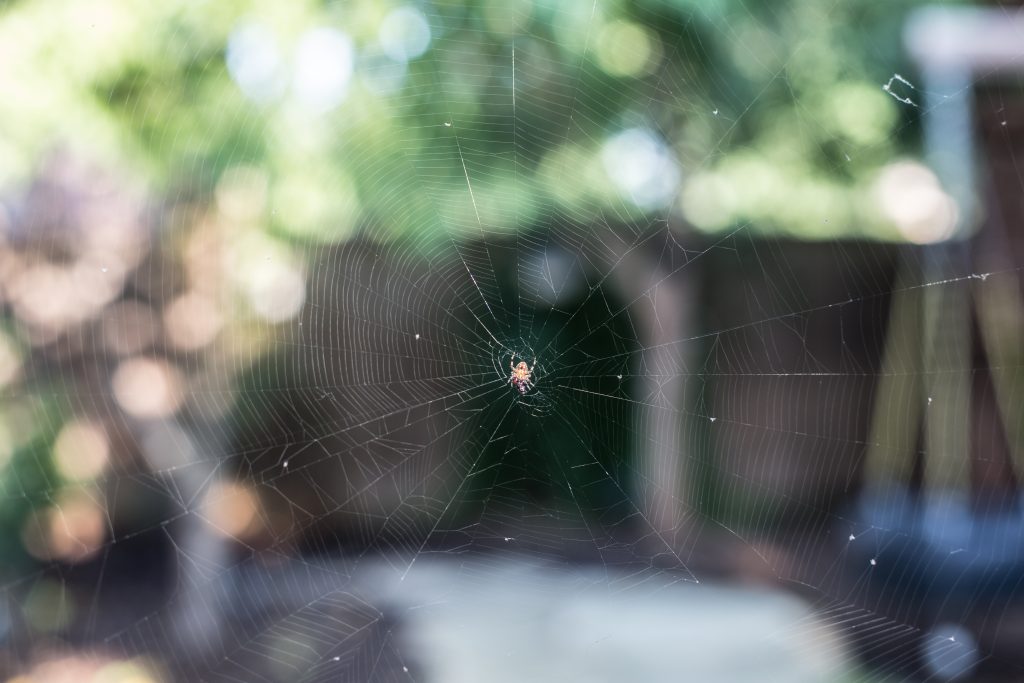 How to Shoot Spider Webs