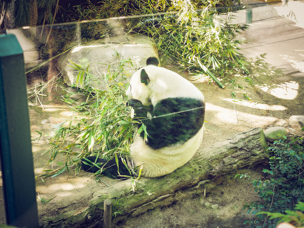 Here is mommy - Bai Yun - eating some bamboo while Mr. Wu entertains himself over on his favorite tree stump!
