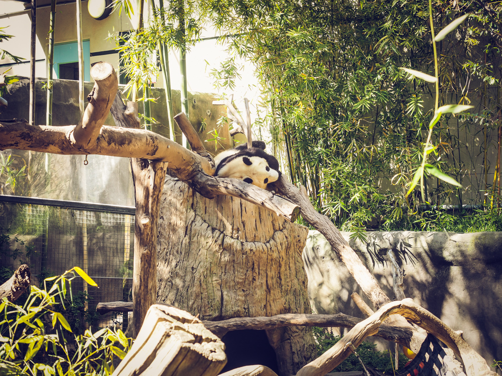 And here is Mr. Wu playing on his tree stump while his mom eats some bamboo!