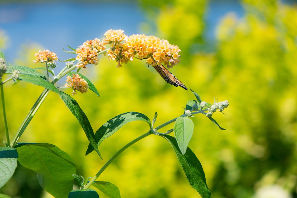 This was one of my favorite shots from the Arboretum! Not bad for a little compact camera, right?