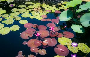 Another shot from the arboretum. Great colors! 