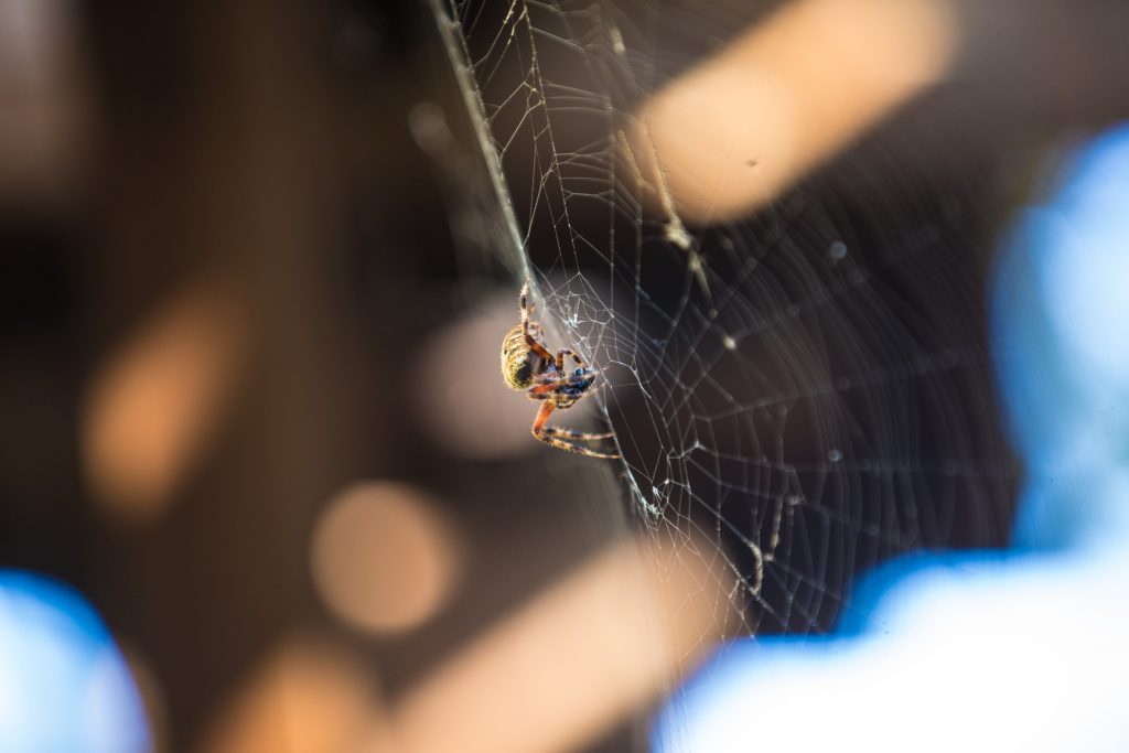 This is my friend, Charlotte! She's been living on my arbor for about a week now. I'm afraid to get too close to her, but I'm determined to get some good pictures!!