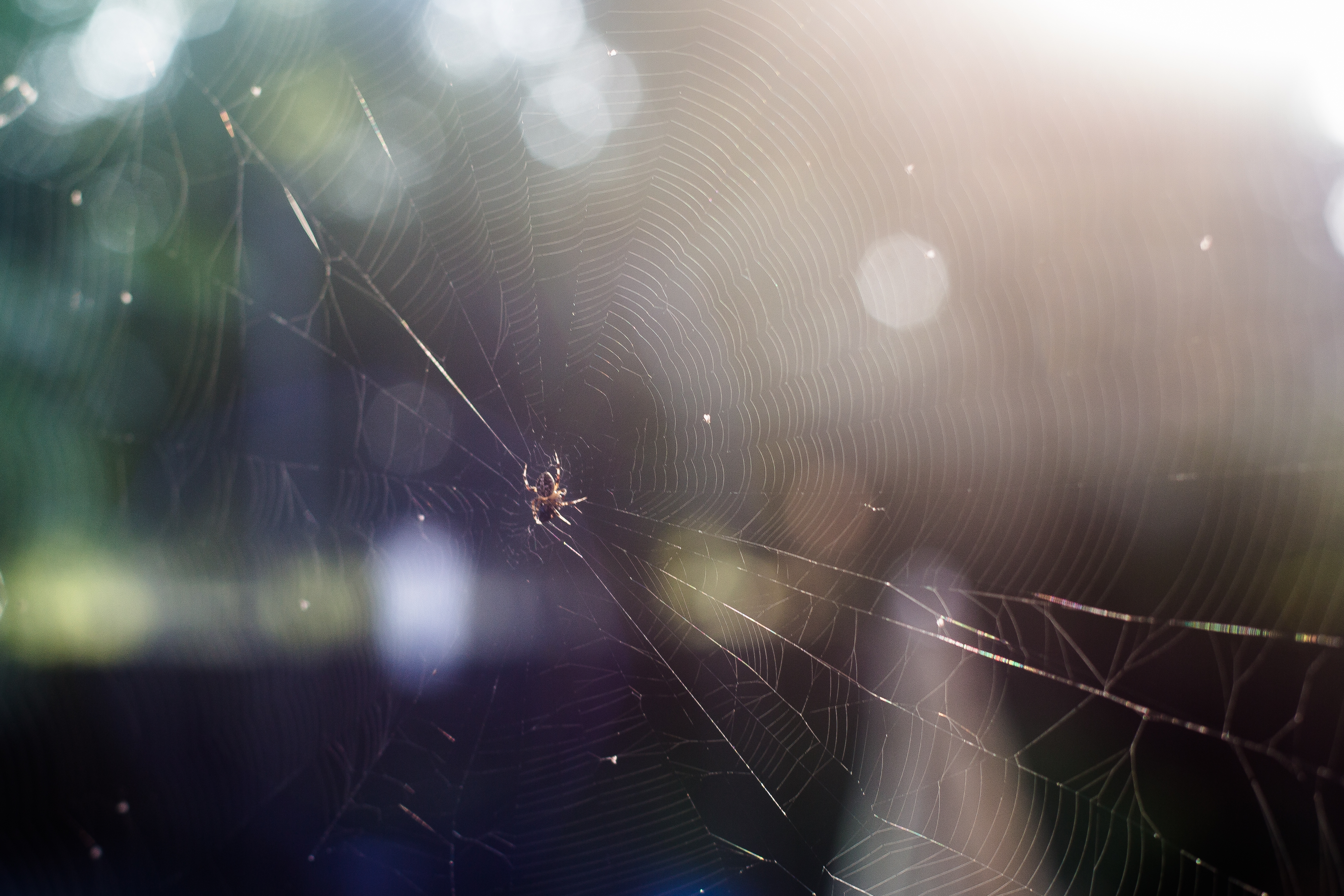 Photographing Spider Webs – Much Harder Than I Thought…