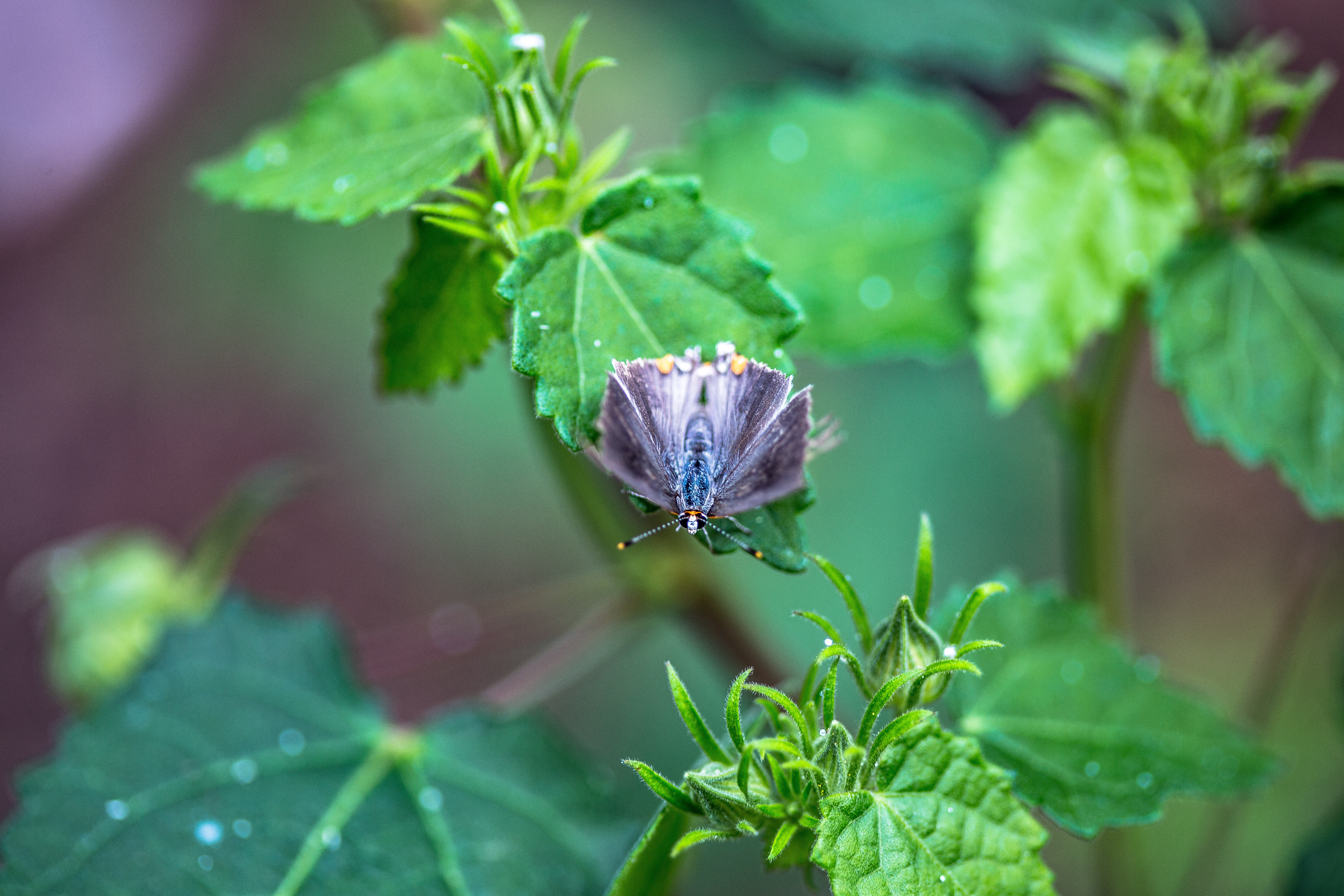 Macro Photography…Butterflies, Bugs and Spiders – Oh My!