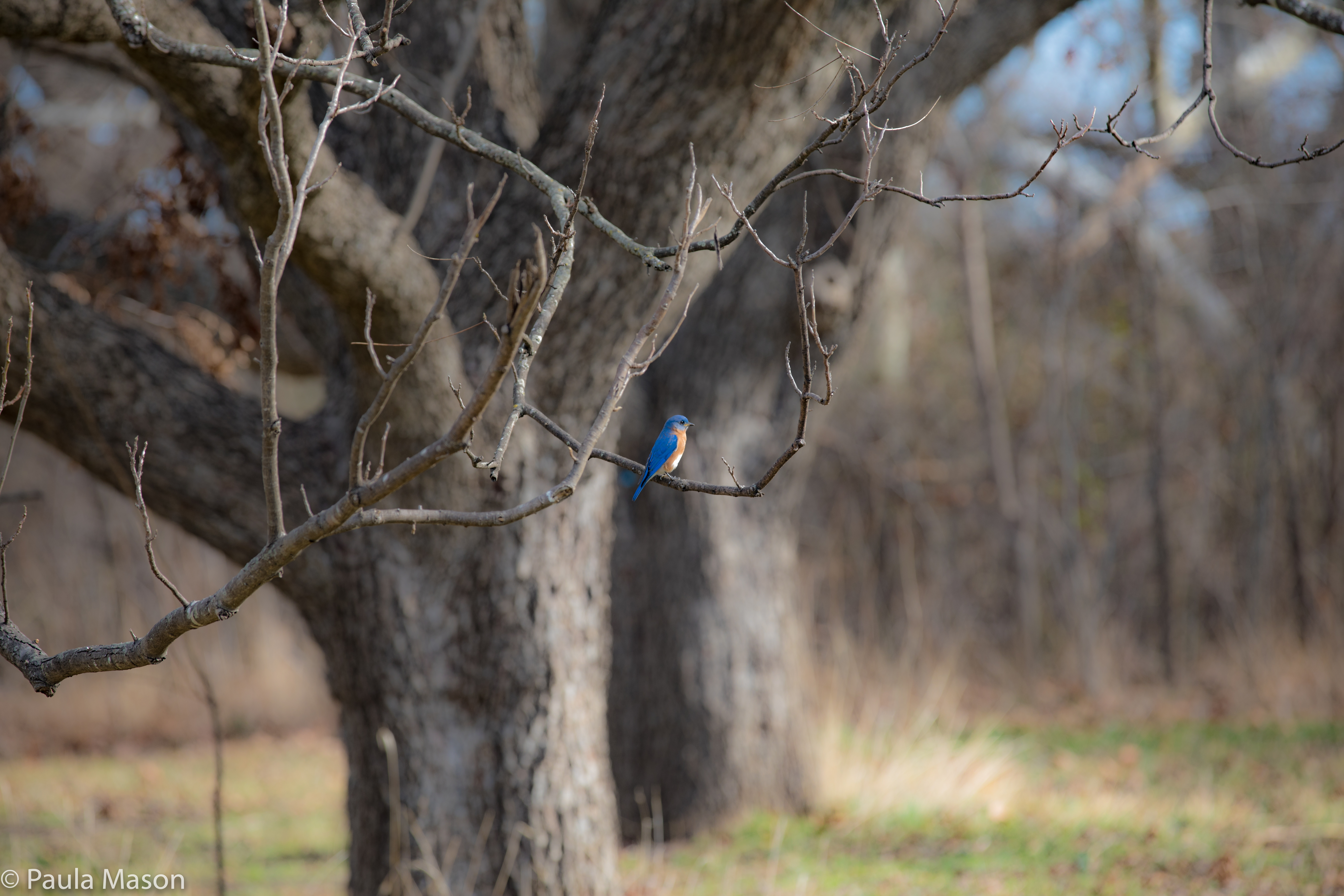 The Eastern Bluebird…One Of My New Discoveries at Connemara