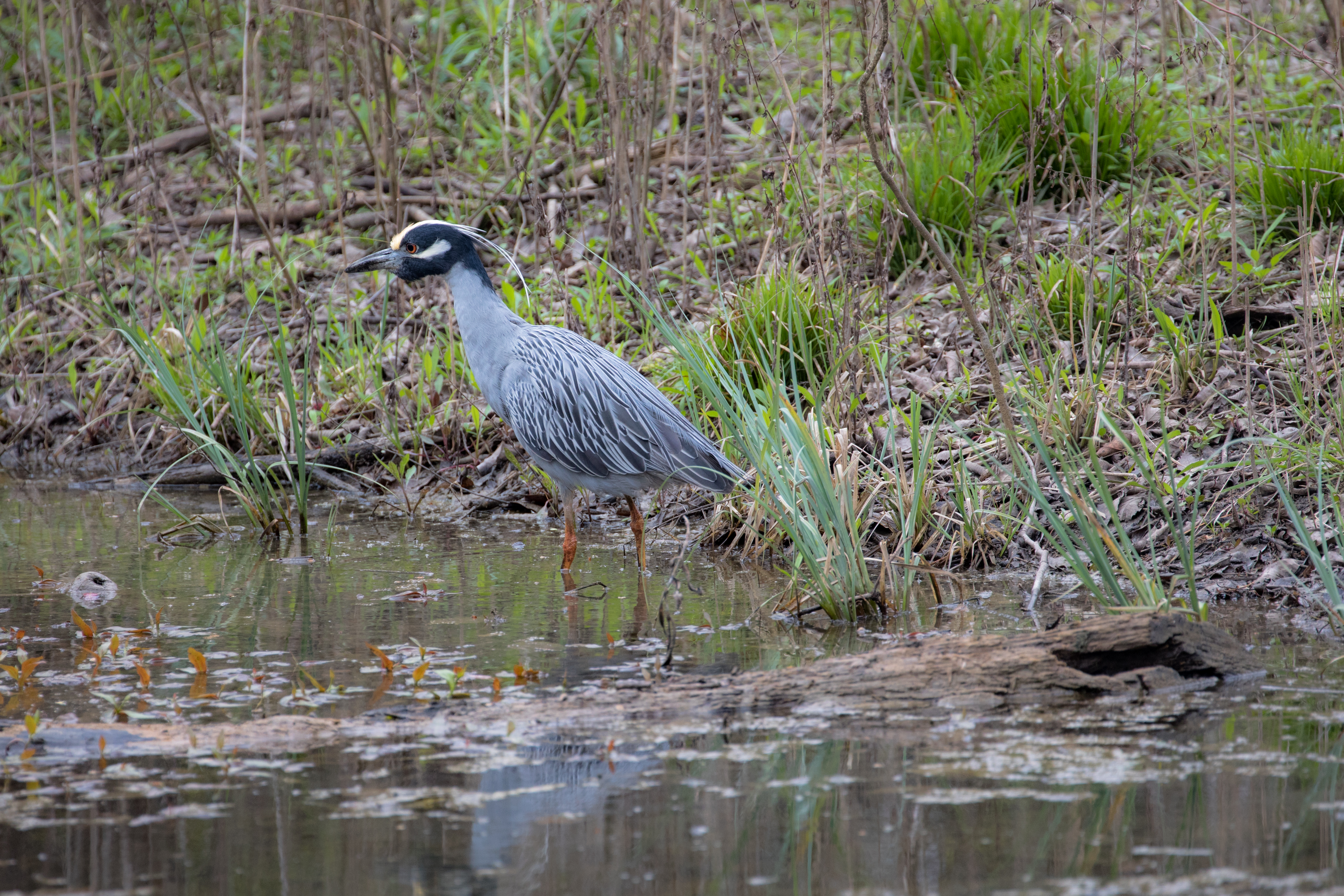 The Yellow-crowned Night Heron