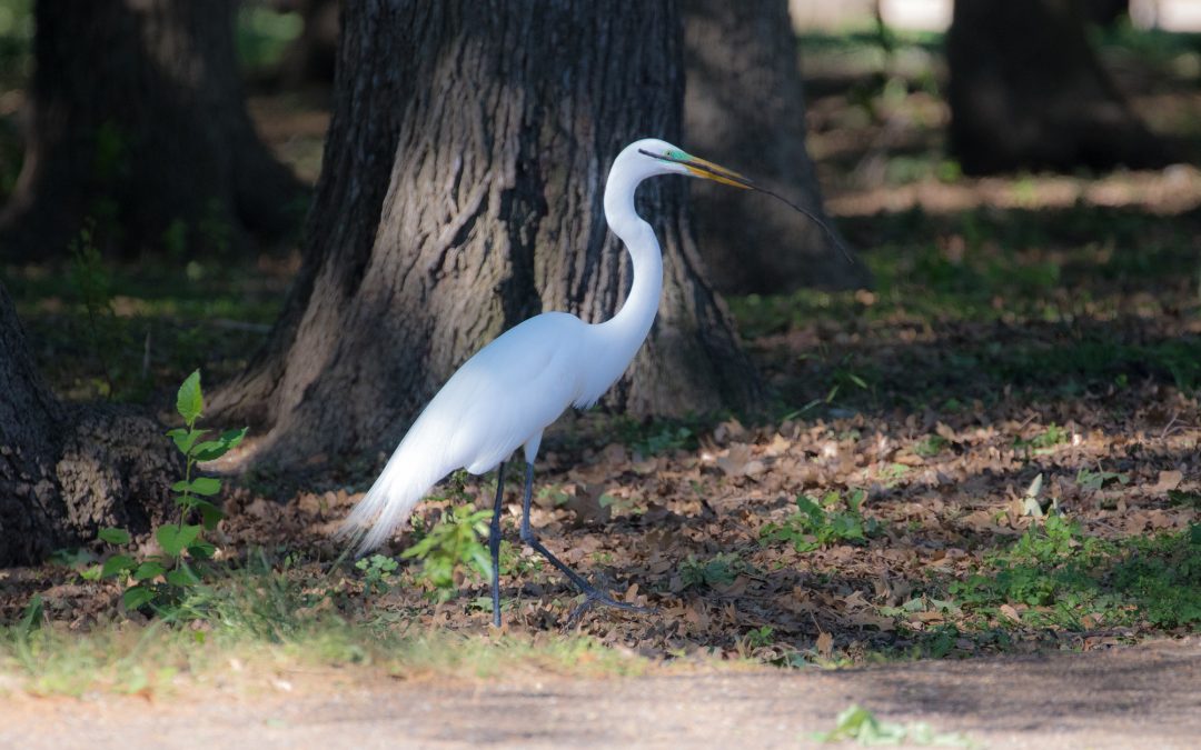 The Rookery in Dallas – A Slice of Paradise in the Midst of Chaos