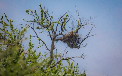 Chasing Red-tailed Hawks & Private Property