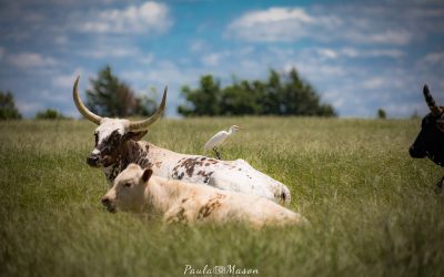 Cattle Egrets in Allen?  What?