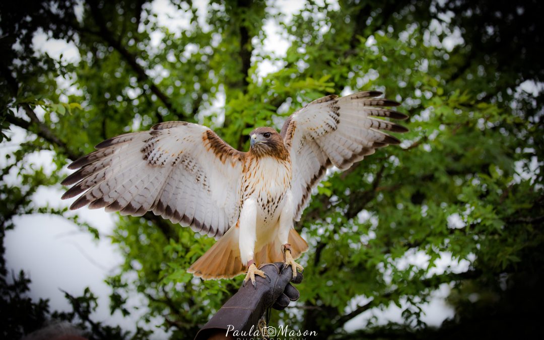 Blackland Prairie Raptor Center in Lucas