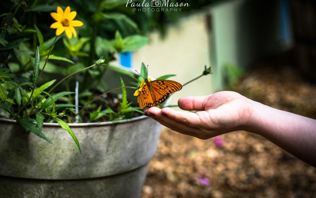 The Native Texas Butterfly Garden & House at Heard Museum