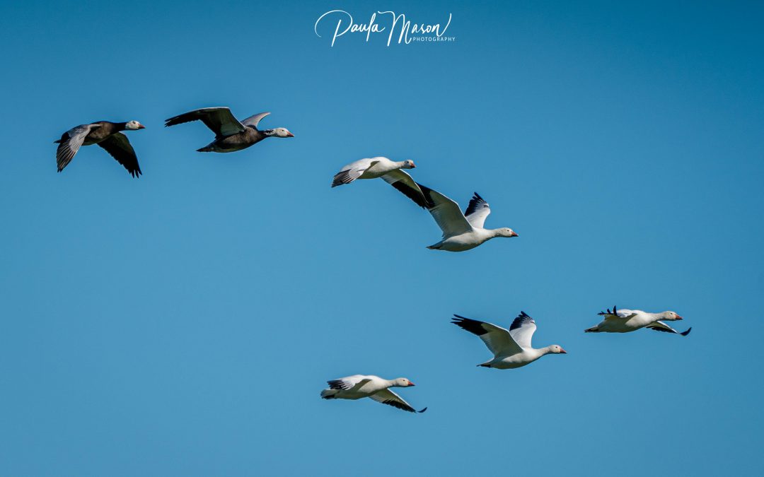 Hagerman National Wildlife Refuge…One of my Happy Places!