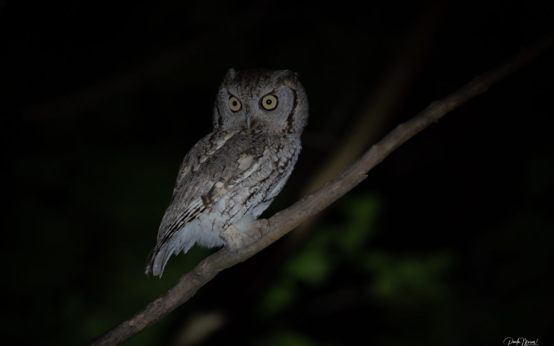 Harry, Hermione, a Backyard Owl Rescue, and Some Really Cute Baby Owls…