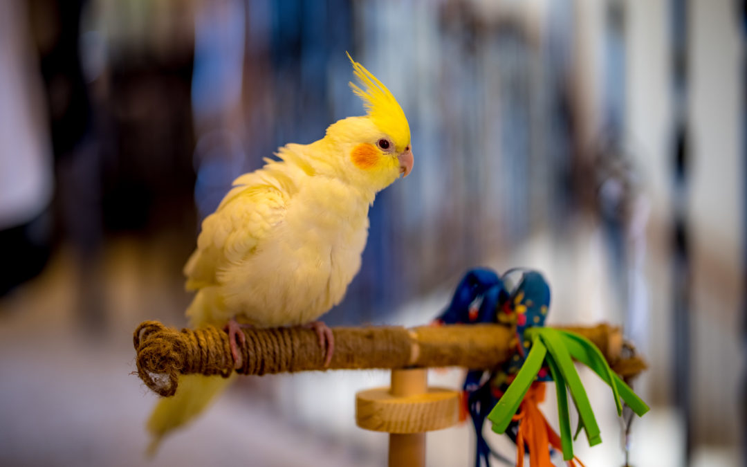 Sweet, Funny Gizmo:  We Never Thought We Could Love a Pet Bird This Much!!