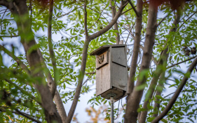 Guess What Moved into My Owl Box!  Not At All What I Was Hoping For…